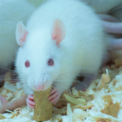 安徽大鼠实验动物模型推荐