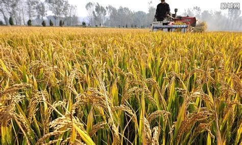 安徽小麦价格最新行情