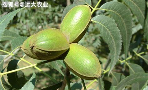 安徽滁州碧根果种植技术