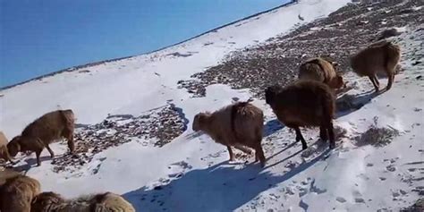 官方回应新疆暴雪有人员牲畜走失