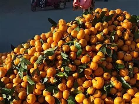 官方通报检测站遗失橘子