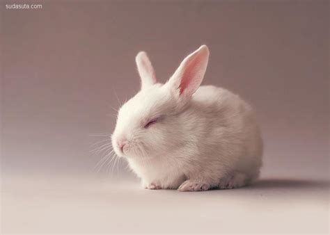 宠物兔常用名字大全可爱