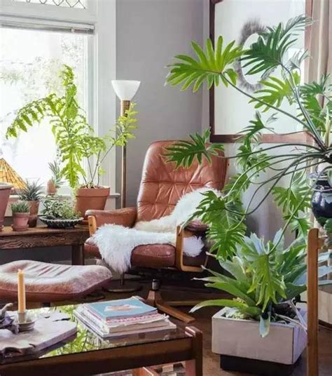 客厅适合种什么植物最好
