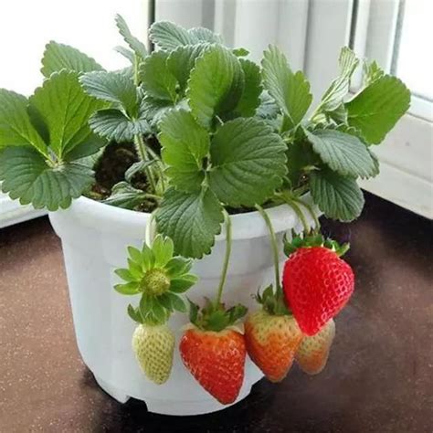 室内种植草莓怎么过冬