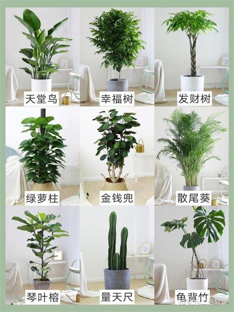 家里客厅适合种哪种植物