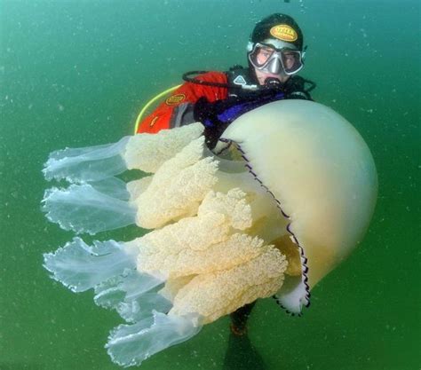 密密麻麻巨型水母