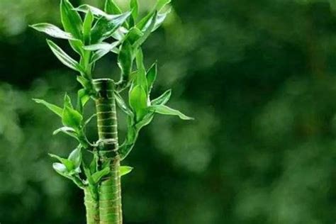 富贵竹怎么栽培才能活得久些