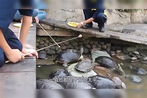 寺庙养40年的乌龟离奇死亡