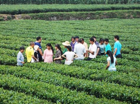 寻求茶叶种植加工合作