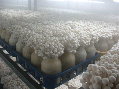 小型金针菇自动化种植多少钱