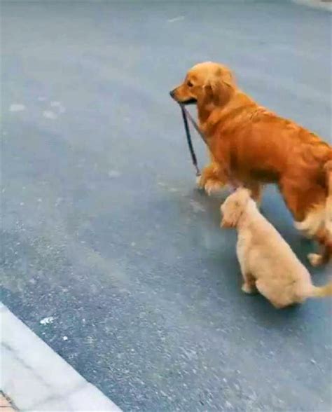 小狗妈妈带着宝宝去找主人