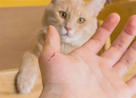 小狗被猫抓出血了怎么办