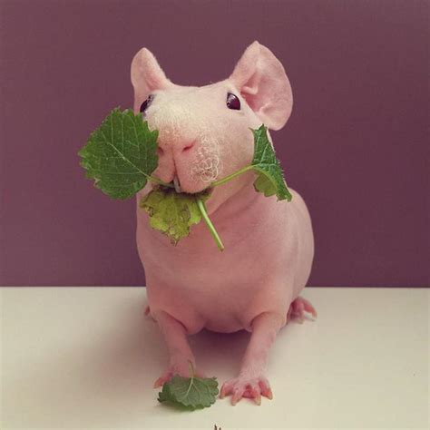 小猪爱吃菜叶