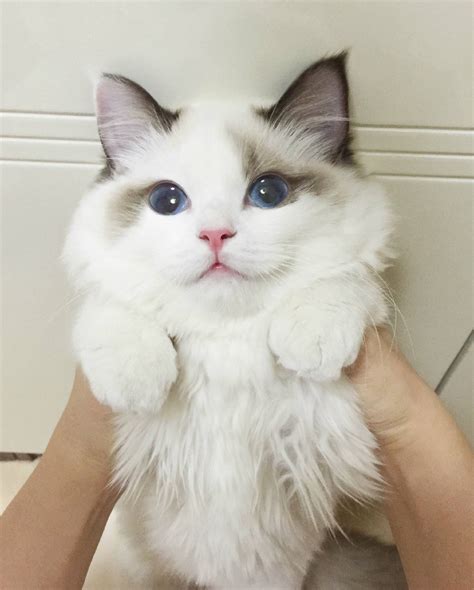 小白布偶猫取名