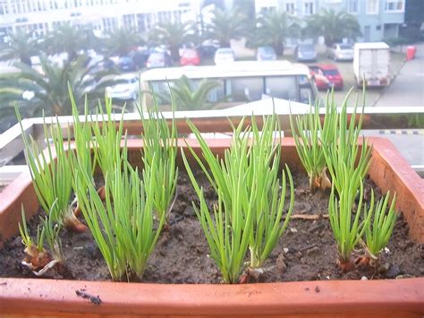 小葱盆栽种植方法和时间