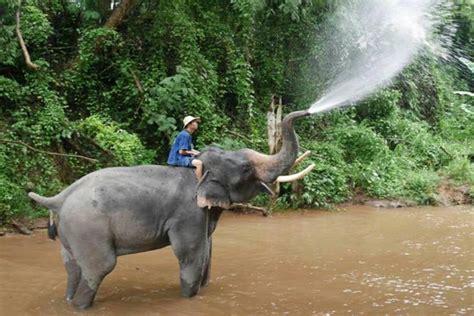 小象第一次玩水视频