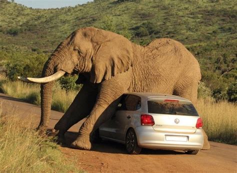小轿车撞到大象