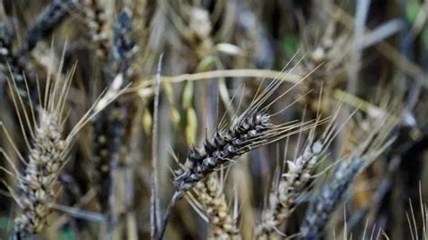 小麦下雨发芽致农户损失