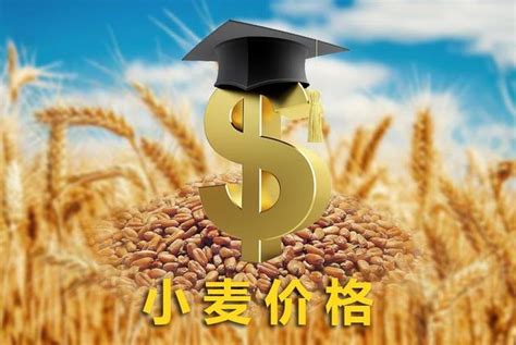小麦价格最新行情消息