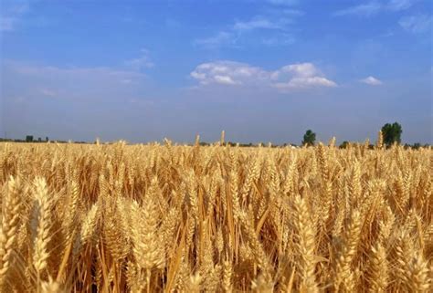小麦市场价多少钱一斤