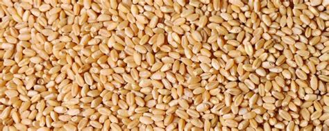 小麦蛋白质含量是多少