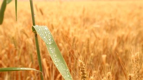 小麦遭连雨天生芽腐烂
