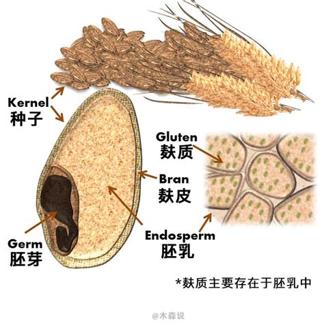 小麦里的蛋白质种类
