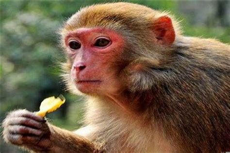 属猴的都是哪年出生的