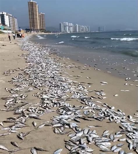 山东海边出现死鱼是什么情况