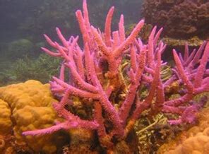 山间珊瑚是什么意思