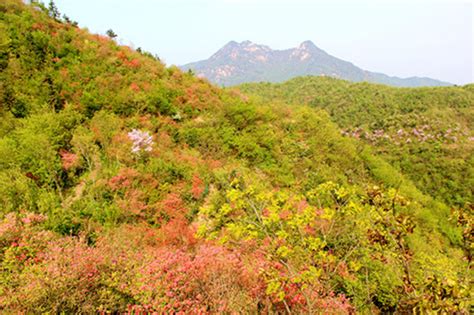 岳西县林业信息网