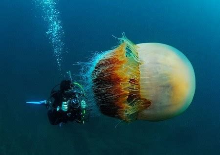 巨型水母现身南极洲如火深海