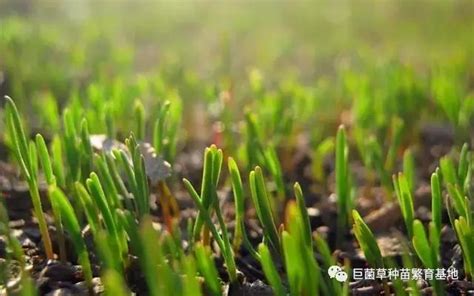 巨菌草如何留种