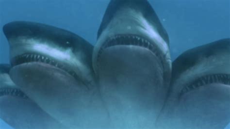 巨齿鲨大战五头鲨