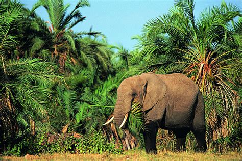 已经灭绝的一种最小的大象
