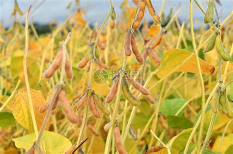 巴西大豆在中国可以种植吗