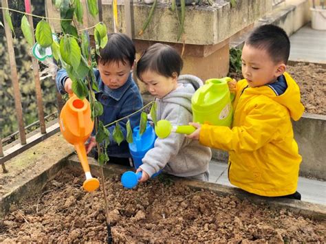 幼儿园植树节活动创意点子