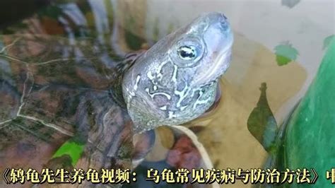 幼龟白眼病的症状