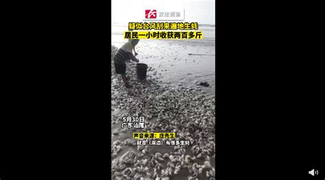 广东刮台风 许多生蚝被吹上来