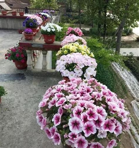 广东适合种植什么小型花