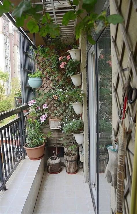 广东阳台适合养的植物