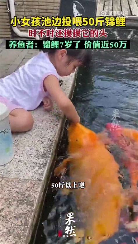 广东5岁小女孩喂50斤锦鲤