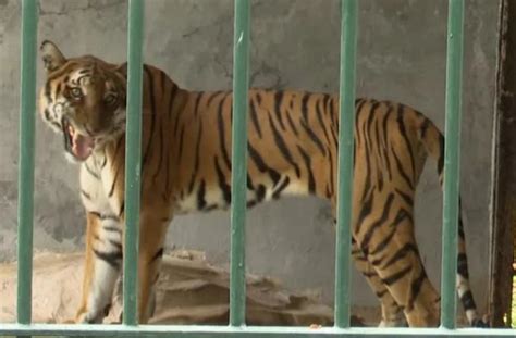 广州动物园回应老虎挨饿视频