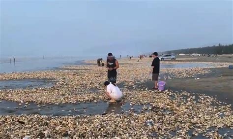 广州台风过后沙滩捡生蚝