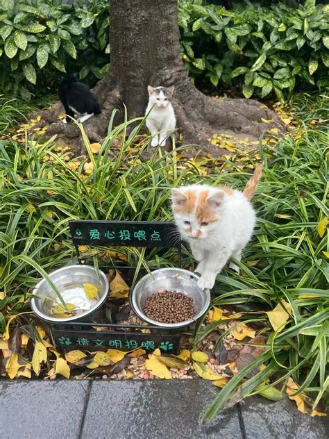 广州哪个公园可以喂流浪猫