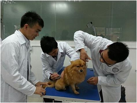广州宠物护理公司