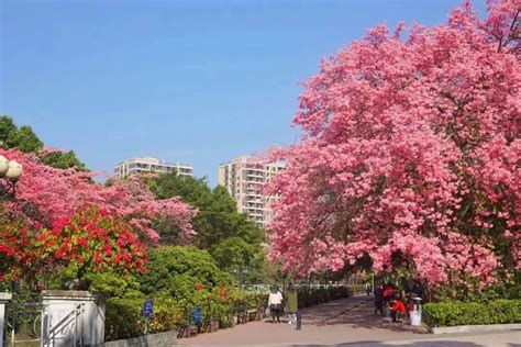 广州路边市政树开花