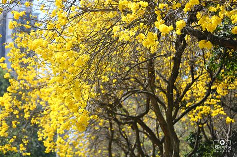 广州路边开满黄花的树叫啥名