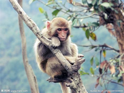 广西山里的猴子是动物园放的吗