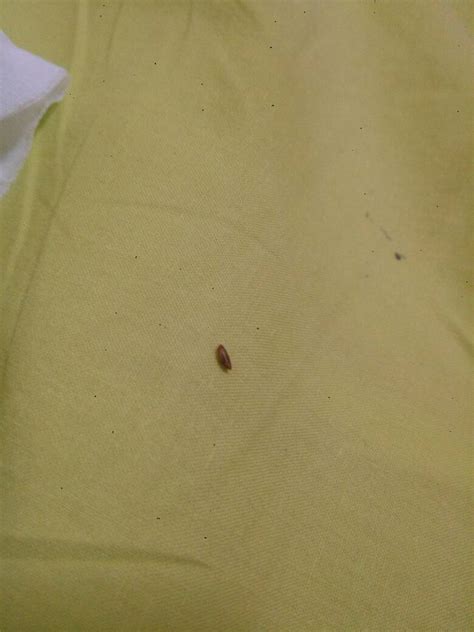 床单上出现黑色的虫卵